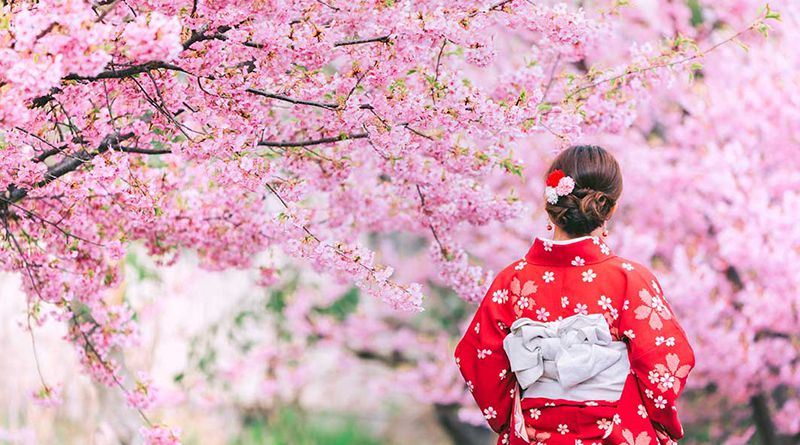 10 Amazing Facts About Cherry Blossoms — Travel with Lindela