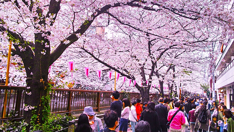 japan-cherry-blossom-2023-forecast-travel-with-lindela